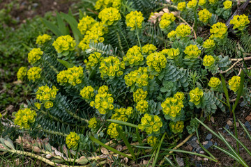 Green flowers of Myrtle Euphorbia myrsinites. The myrtle spurge, blue spurge or broad leaved...