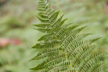 Fern leaf spores of backside