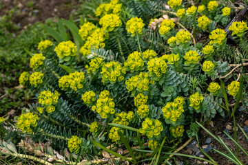 Green flowers of Myrtle Euphorbia myrsinites. The myrtle spurge, blue spurge or broad leaved...