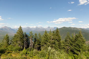 forest with mountains in background glacier national park