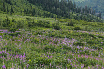 Wildflower patch on hillside with forest in background