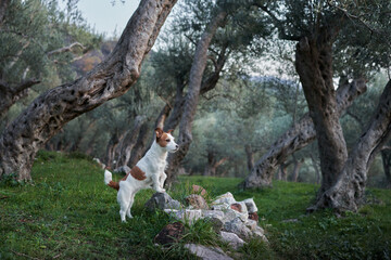 the dog near the olive tree. Jack Russell Terrier in an grove in nature. Pet in park 