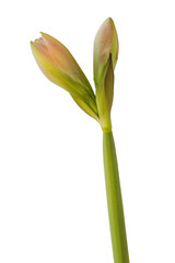 Fototapeta premium Bud Hippeastrum (amaryllis) 'Pink Glory' on a white background isolated.