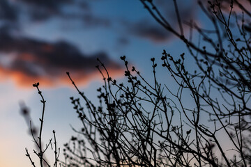Fototapeta na wymiar Silhouettes of trees, branches, buds, orange sunset.