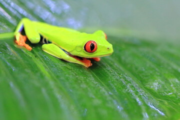 Red-eyed treefrog, Agalychnis saltator, Costa Rica