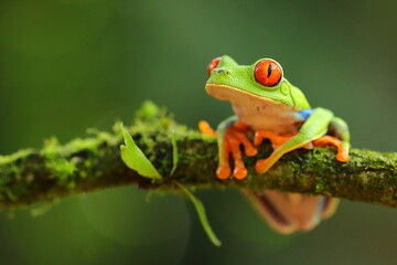Red-eyed treefrog, Agalychnis saltator, Costa Rica