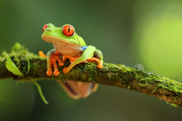 Red-eyed treefrog, Agalychnis saltator, Costa Rica