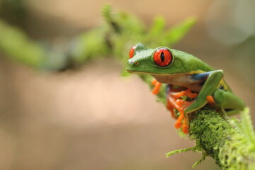 Red-eyed treefrog, Agalychnis saltator, Costa Rica