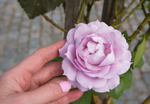 Beautiful purple rose, variety Novalis, ash pink color, flower background