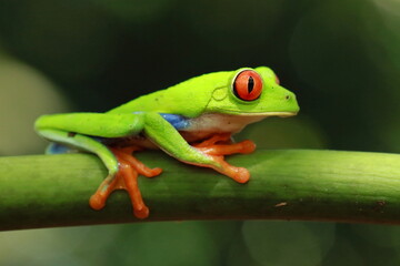 Red-eyed treefrog, Agalychnis saltator, Costa Rica