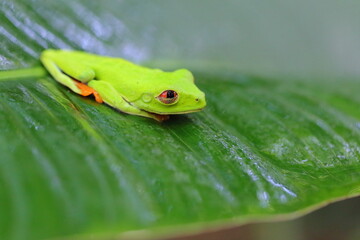 Red-eyed treefrog, Agalychnis saltator, Costa Rica