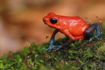 Granular poison frog (Oophaga dranulifera), Costa Rica