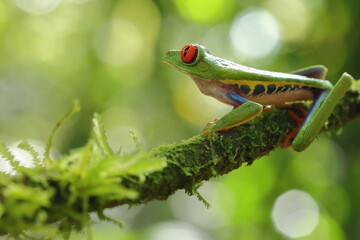 Red-eyed treefrog, Agalychnis saltator, Costa Rica