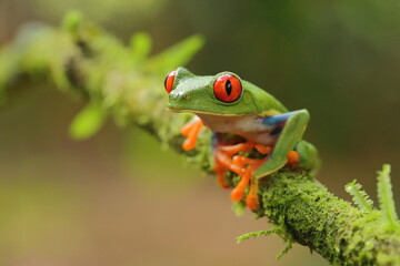 Red-eyed treefrog, Agalychnis saltator, Costa Rica