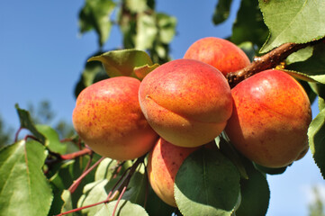 close-up of the ripe apricots branch in the orchard