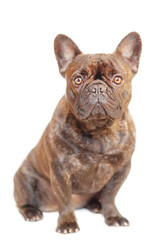 French bulldog is sitting. Dog french bulldog portrait isolate on white. Animal, pet.