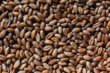 Wheat grains close up. Food, flour, bread.