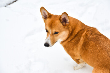 Cute little domestic family house dog playing in the snow during Christmas winter family children school holiday