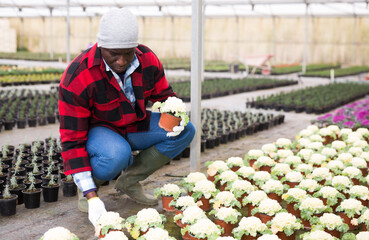 Hardworking african american man farmer working in a greenhouse is engaged in growing ornamental cabbage in pots