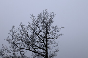 Frost covered top of a oak tree. Gray cloudy background. Winter photo in January. Stockholm, Sweden.