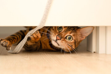Animal. A beautiful red leopard muzzle of a Bengal cat looks out from under the door and plays with a rope with paws with claws.