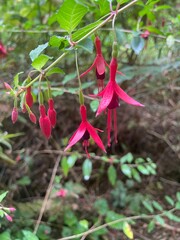 Hardy Fuchsia