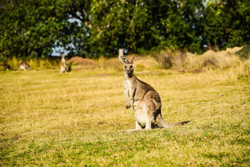 Kangaroo with friends and baby playing on the grass field during warm sunrise morning during school holiday 