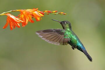 Fiery-throated Hummingbird (Panterpe insignis), Costa Rica