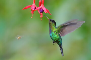Fiery-throated Hummingbird (Panterpe insignis), Costa Rica
