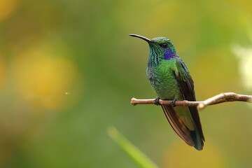 Fototapeta premium Green Violet-ear, Colibri thalassinus, Costa Rica 