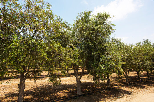 row of olive groves growing in an industrial plantation Olea europaea, commonly called olive and olive tree,irrigated by drip irrigation in sunny and dry heat of ica peru