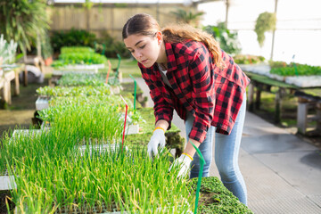 Young woman carrying crates of green onion seedlings in a greenhouse