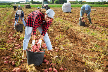 Smiling young girl farm worker picking potato tubers dug out of soil by machine into bucket in field. Rich harvest concept..