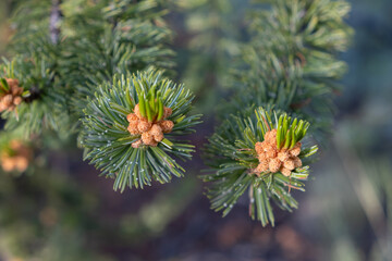 Bristlecone pine