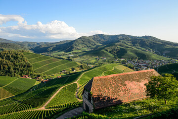 Ausblick auf Weinberge