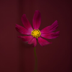 Cosmea, burgundy chamomile, close-up flower, perfect photo concept, photo perfectly symmetrical burgundy flower with a yellow center on a burgundy background kosmeya, concept photo