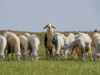 goat farming in saudi 