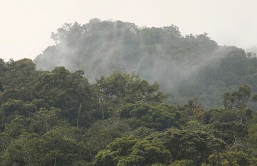 Mountain rainforest, Andes Ecuador
