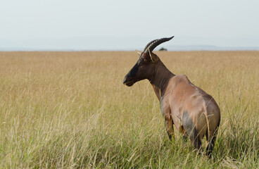 Antilope