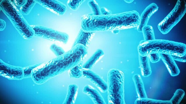 Bacillus Bacteria Under Microscope