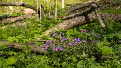 pink and blue Suffolk lungwort flower, sunny desolate meadow, wild forest thicket, herbal medicine pagan herb, fallen tree trunk and branch, spring awakening rural ecotourism, peace and freedom header