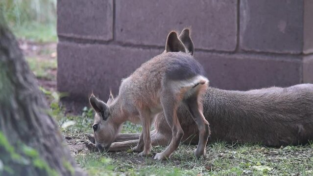 Mara beb&eacute; molestando a su madre