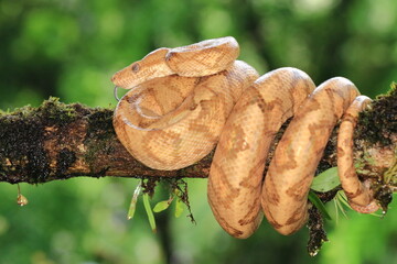 Amazon tree boa, Corallus annulatus, Costa Rica