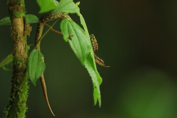 Eyelash Palm Pitviper, Bothriechis schlegeli, Costa Rica
