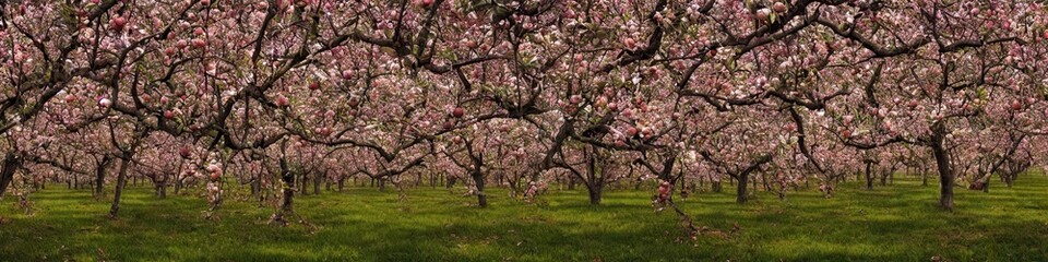 Panoramic image of an orchard of trees. Green grass and thin foliage on strong trees