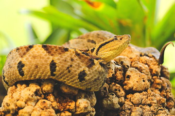 Jumping pitviper, Atropoides mexicanus, Costa Rica