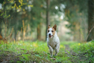 The dog is jump in forest. Active jack russell terrier. Pet in motion. sunset in spring