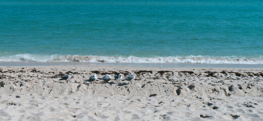 group of seagulls miami beach 