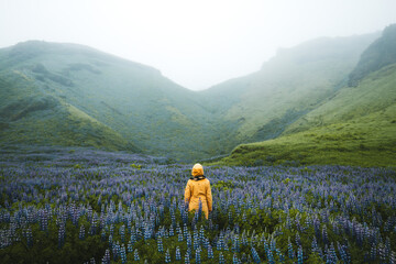 Girl standing in typical Iceland lupine flowers field. Summer time