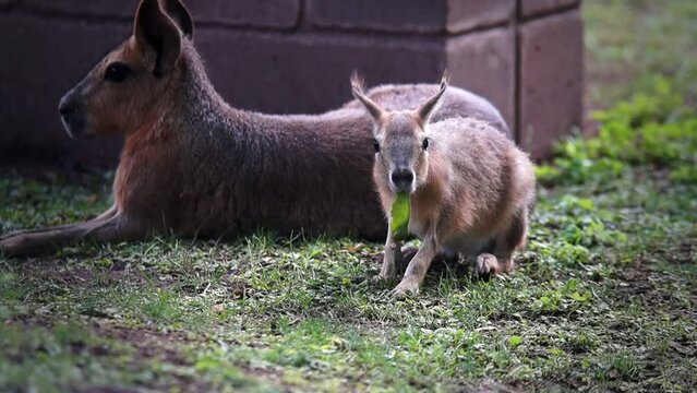 Mara patag&oacute;nica comiendo una hoja con su madre descansando atr&aacute;s